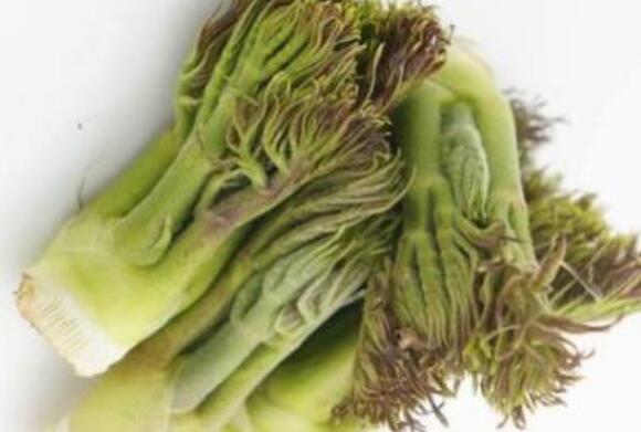 刺老芽的作用與功效 吃刺老芽的益處有什么