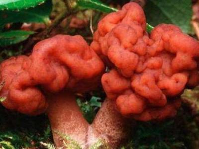 鹿花菌有毒嗎 鹿花菌為什么不能吃