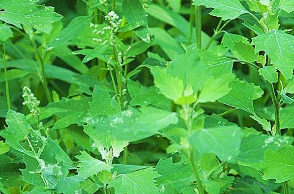 灰菜的作用與功效及不良反應