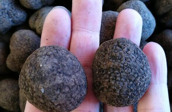 豬拱菌泡酒的作用與功效