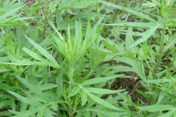 餑餑蒿如何泡茶 餑餑蒿如何吃
