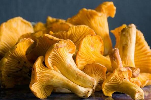 黃絲菌的作用與功效 黃絲菌的禁忌