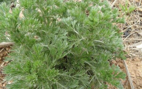 餑餑蒿的作用與功效 勃勃蒿有哪些功效與作用