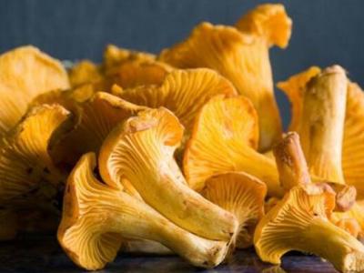 黃絲菌的作用與功效 黃絲菌的禁忌