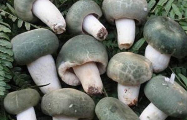 晾干的青頭菌如何吃 青頭菌的恰當吃法