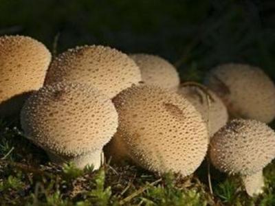 馬勃菌的作用與功效 馬勃菌怎樣吃