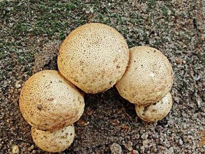 灰孢菇與馬勃的區別 灰孢菇的作用與功效