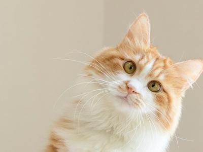 被貓抓了一下輕微皮破要注射嗎