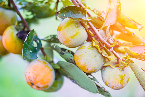 柿子葉的作用與功效