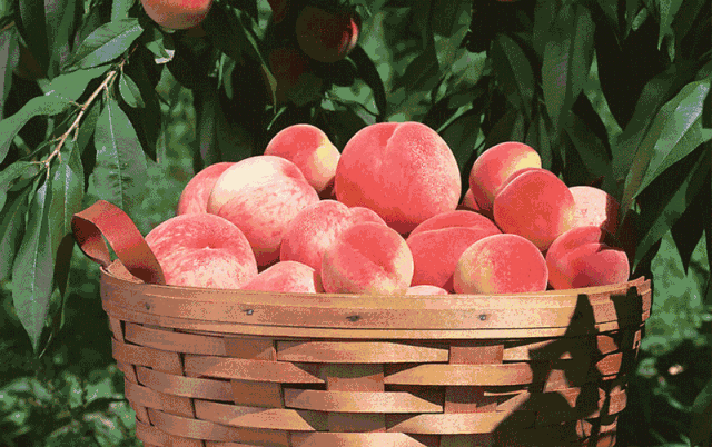 桃子西瓜不能一起吃，會(huì)中毒？真相是……