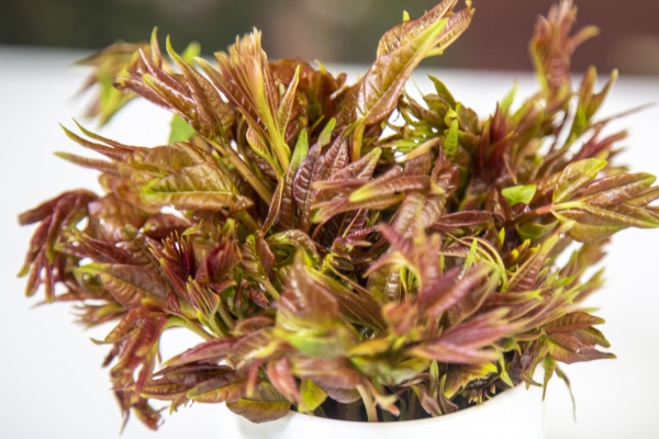 懷孕初期可以吃香椿嗎 懷孕初期適合吃的水果-易網(wǎng)健康<a href=http://www.jsjjzhkt.cn/jkys/ target=_blank class=infotextkey>養(yǎng)生</a>網(wǎng) 懷孕初期可以吃香椿嗎 懷孕初期適合吃的水果