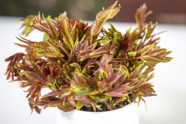 香椿可以曬干保存嗎 香椿怎么曬干-易網<a href=http://www.jsjjzhkt.cn/ target=_blank class=infotextkey>健康養生</a>網 香椿可以曬干保存嗎 香椿怎么曬干