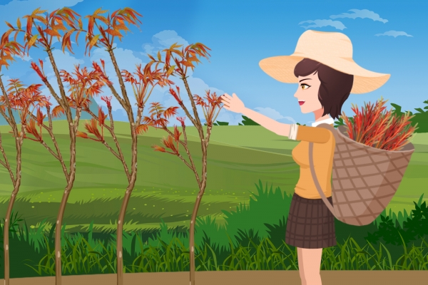 香椿芽不焯水可以直接炒嗎 香椿采摘的注意事項-易網健康養生網 香椿芽不焯水可以直接炒嗎 香椿采摘的注意事項