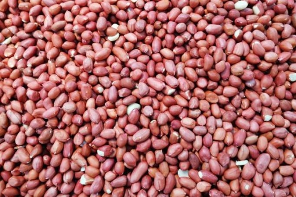 香椿不能和什么一起吃 香椿和什么一起搭配最好-易網<a href=http://www.jsjjzhkt.cn/ target=_blank class=infotextkey>健康養生</a>網 香椿不能和什么一起吃 香椿和什么一起搭配最好