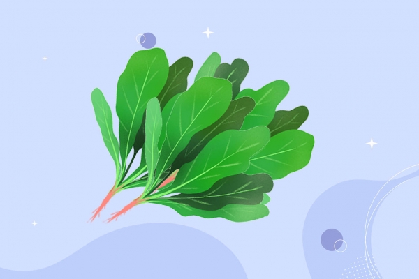 菠菜不可以和什么一起吃 菠菜的功效作用-易網<a href=http://www.jsjjzhkt.cn/ target=_blank class=infotextkey>健康養生</a>網 菠菜不可以和什么一起吃 菠菜的功效作用