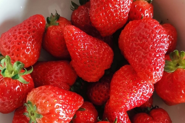 草莓一天最多吃幾顆 草莓甜品的做法-易網健康<a href=http://www.jsjjzhkt.cn/jkys/ target=_blank class=infotextkey>養生</a>網 草莓一天最多吃幾顆 草莓甜品的做法