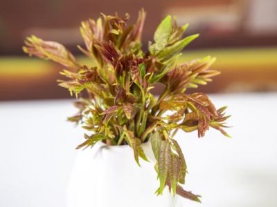 香椿可以吃到什么季節 四月份適合吃什么蔬菜