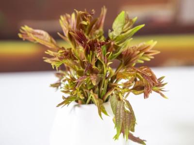 香椿芽幾月份就不能吃了 適合谷雨節氣吃的蔬菜