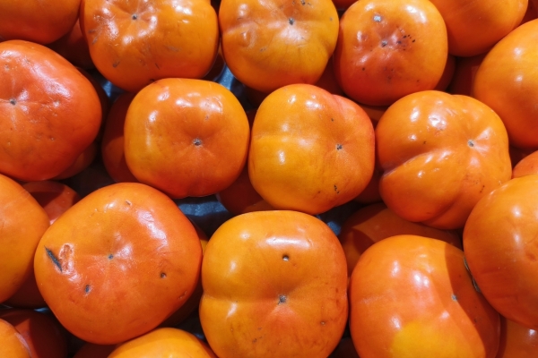 橘子和柿子可以一起吃嗎 柿子的禁忌和作用-易網(wǎng)<a href=http://www.jsjjzhkt.cn/ target=_blank class=infotextkey>健康養(yǎng)生</a>網(wǎng) 橘子和柿子可以一起吃嗎 柿子的禁忌和作用