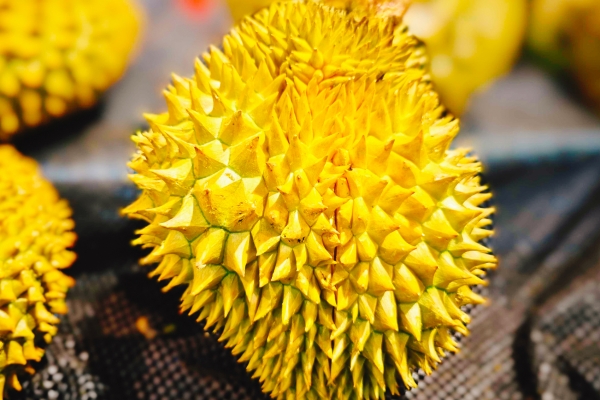 吃榴蓮的好處和壞處有哪些 吃榴蓮的注意事項-易網<a href=http://www.jsjjzhkt.cn/ target=_blank class=infotextkey>健康養生</a>網 吃榴蓮的好處和壞處有哪些 吃榴蓮的注意事項