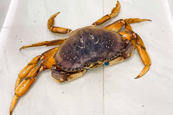 大閘蟹蟹黃發黑能吃嗎 為什么大閘蟹蟹黃會發黑-易網健康<a href=http://www.jsjjzhkt.cn/jkys/ target=_blank class=infotextkey>養生</a>網 大閘蟹蟹黃發黑能吃嗎 為什么大閘蟹蟹黃會發黑