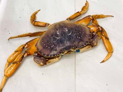 大閘蟹蟹黃發黑能吃嗎 為什么大閘蟹蟹黃會發黑