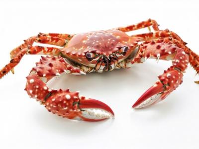 清蒸大閘蟹過夜能吃嗎 螃蟹可以在冰箱放幾天