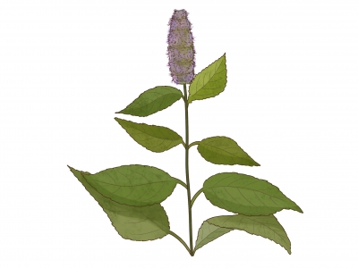 溪黃草祛濕茶可以長期喝嗎 溪黃草的功效與作用-易網健康<a href=http://www.jsjjzhkt.cn/jkys/ target=_blank class=infotextkey>養生</a>網 溪黃草祛濕茶可以長期喝嗎 溪黃草的功效與作用