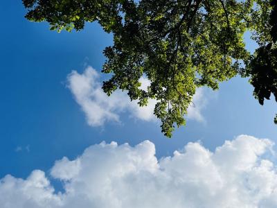 三伏天喝蒲公英姜水好嗎 蒲公英的功效與作用