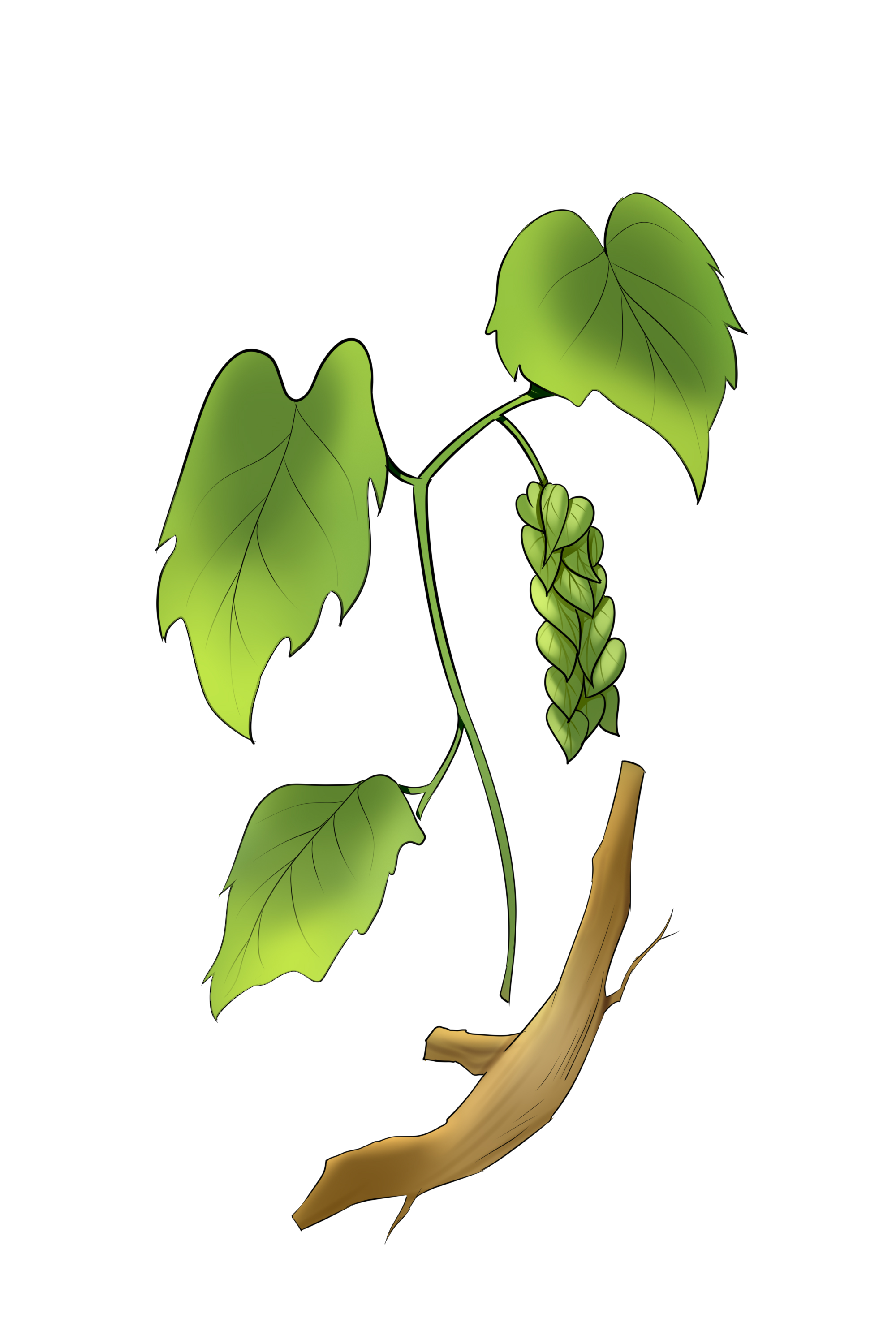 什么是陰虛體質(zhì) 補(bǔ)陰虛的食物有哪些