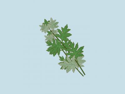 艾葉加什么泡水可排毒祛濕 艾葉煮水喝的功效