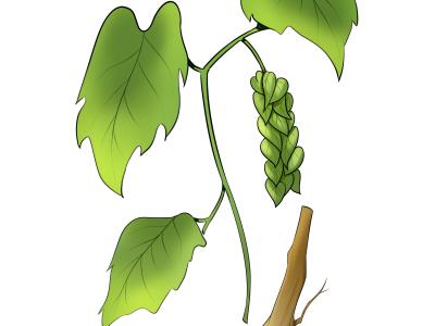 什么是陰虛體質 補陰虛的食物有哪些