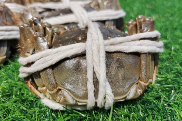 大閘蟹為什么不能放水里養 大閘蟹怎么清洗干凈-易網健康<a href=http://www.jsjjzhkt.cn/jkys/ target=_blank class=infotextkey>養生</a>網 大閘蟹為什么不能放水里養 大閘蟹怎么清洗干凈