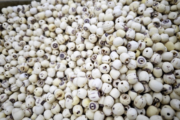 蓮子心和什么搭配泡水喝最好 蓮子心配什么不傷脾胃-易網健康<a href=http://www.jsjjzhkt.cn/jkys/ target=_blank class=infotextkey>養生</a>網 蓮子心和什么搭配泡水喝最好 蓮子心配什么不傷脾胃