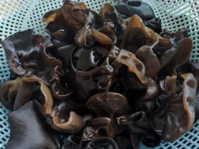 黑木耳泡發(fā)后放冰箱第二天能吃嗎 怎么判斷黑木耳是否變質(zhì)