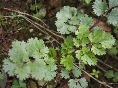 香菜熬水喝可以祛濕嗎 吃香菜的注意事項
