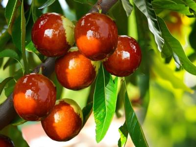 冬棗上火還是降火 冬棗怎么保存時(shí)間長(zhǎng)