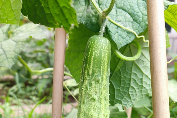 蛇瓜是什么菜-易網<a href=http://www.jsjjzhkt.cn/ target=_blank class=infotextkey>健康養生</a>網 蛇瓜是什么菜