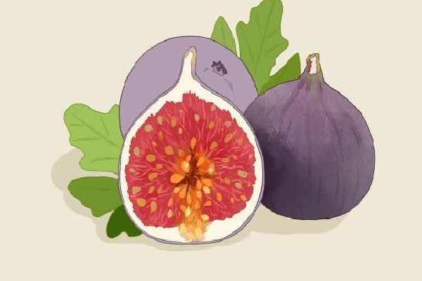 無花果干的功效與作用、禁忌和食用方法-易網健康<a href=http://www.jsjjzhkt.cn/jkys/ target=_blank class=infotextkey>養生</a>網 無花果干的功效與作用、禁忌和食用方法