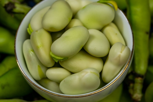 干蠶豆的功效與作用、禁忌和食用方法