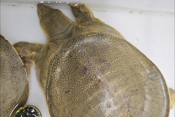 寶寶能吃甲魚嗎-易網<a href=http://www.jsjjzhkt.cn/ target=_blank class=infotextkey>健康養生</a>網 寶寶能吃甲魚嗎