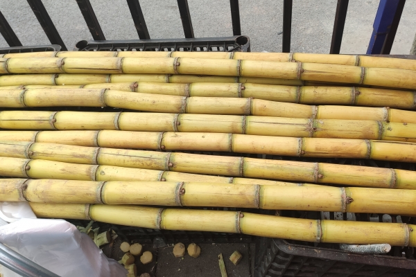 感冒能不能吃甘蔗-易網健康<a href=http://www.jsjjzhkt.cn/jkys/ target=_blank class=infotextkey>養(yǎng)生</a>網 感冒能不能吃甘蔗