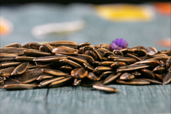 痛風能不能吃葵花瓜子-易網<a href=http://www.jsjjzhkt.cn/ target=_blank class=infotextkey>健康養生</a>網 痛風能不能吃葵花瓜子