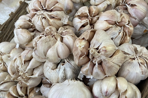 大蒜泡酒的功效與作用、禁忌和食用方法-易網(wǎng)健康<a href=http://www.jsjjzhkt.cn/jkys/ target=_blank class=infotextkey>養(yǎng)生</a>網(wǎng) 大蒜泡酒的功效與作用、禁忌和食用方法