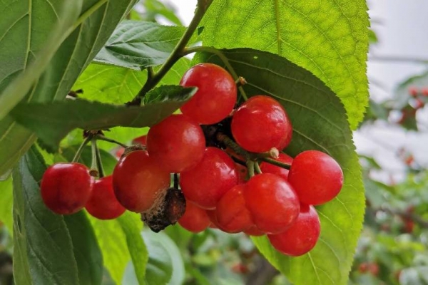 櫻桃的功效與作用、禁忌和食用方法-易網(wǎng)健康養(yǎng)生網(wǎng) 櫻桃的功效與作用、禁忌和食用方法