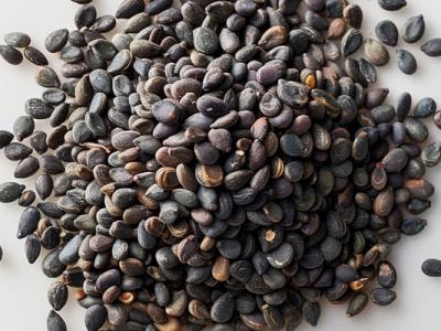 黑芝麻的功效與作用、禁忌和食用方法