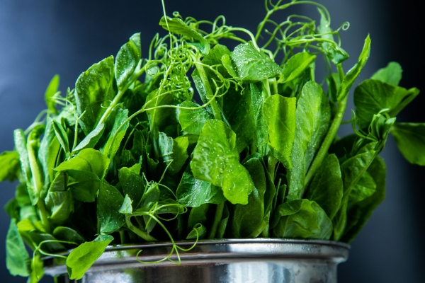 痛風能吃豌豆尖嗎