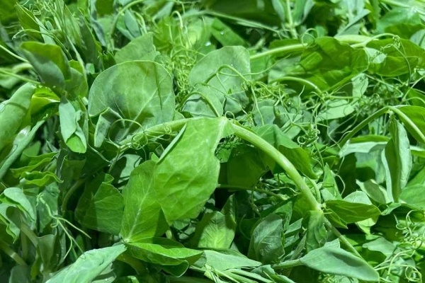 痛風能吃豌豆尖嗎