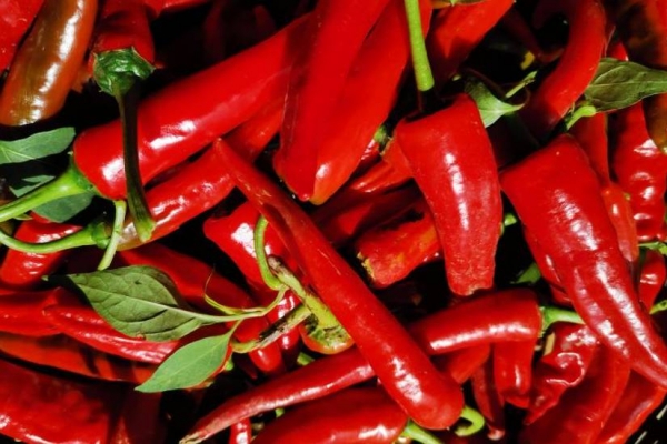 感冒了能吃辣椒嗎-易網健康<a href=http://www.jsjjzhkt.cn/jkys/ target=_blank class=infotextkey>養生</a>網 感冒了能吃辣椒嗎