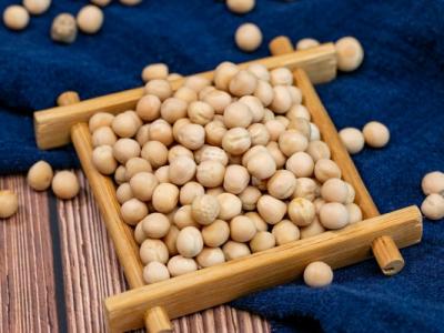 痛風能不能吃黃豆